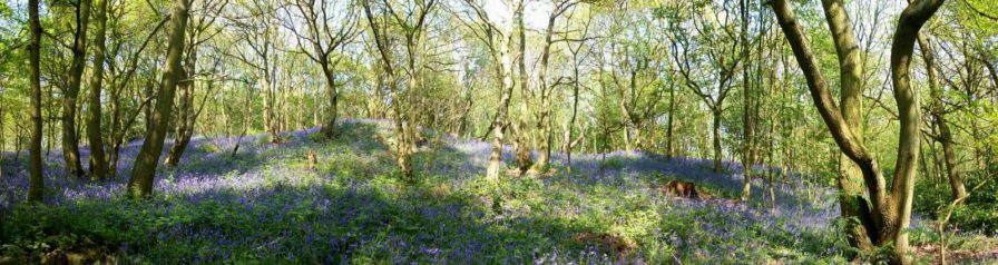 Outdoor spaces are good for both health and creativity. This lovely wood is just 10 minutes from the a dozen eggs office in Loughborough